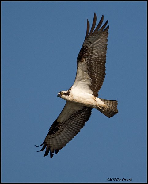 _0SB0729 osprey.jpg